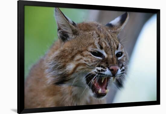 Bobcat Snarling-W^ Perry Conway-Framed Photographic Print