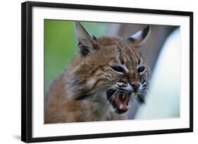 Bobcat Snarling-W^ Perry Conway-Framed Photographic Print