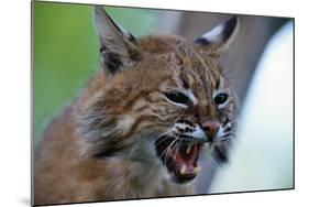 Bobcat Snarling-W^ Perry Conway-Mounted Photographic Print