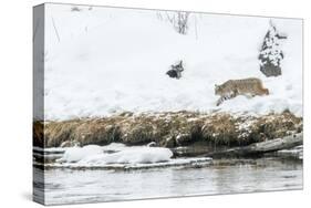 Bobcat Stalking a Muskrat-Rob Tilley-Stretched Canvas