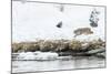 Bobcat Stalking a Muskrat-Rob Tilley-Mounted Premium Photographic Print