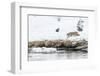 Bobcat Stalking a Muskrat-Rob Tilley-Framed Photographic Print