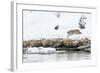 Bobcat Stalking a Muskrat-Rob Tilley-Framed Photographic Print