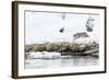 Bobcat Stalking a Muskrat-Rob Tilley-Framed Photographic Print