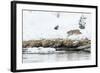 Bobcat Stalking a Muskrat-Rob Tilley-Framed Photographic Print