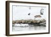 Bobcat Stalking a Muskrat-Rob Tilley-Framed Photographic Print