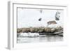 Bobcat Stalking a Muskrat-Rob Tilley-Framed Photographic Print