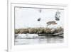 Bobcat Stalking a Muskrat-Rob Tilley-Framed Photographic Print