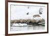 Bobcat Stalking a Muskrat-Rob Tilley-Framed Photographic Print