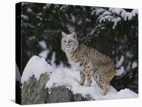 Bobcat Standing in Snow-DLILLC-Stretched Canvas