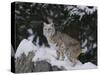 Bobcat Standing in Snow-DLILLC-Stretched Canvas