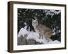 Bobcat Standing in Snow-DLILLC-Framed Photographic Print