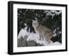 Bobcat Standing in Snow-DLILLC-Framed Photographic Print