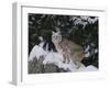 Bobcat Standing in Snow-DLILLC-Framed Photographic Print