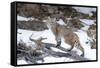 Bobcat, Yellowstone National Park, Wyoming, USA-Nick Garbutt-Framed Stretched Canvas