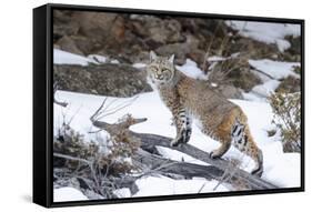 Bobcat, Yellowstone National Park, Wyoming, USA-Nick Garbutt-Framed Stretched Canvas