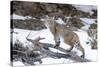 Bobcat, Yellowstone National Park, Wyoming, USA-Nick Garbutt-Stretched Canvas