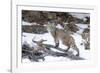 Bobcat, Yellowstone National Park, Wyoming, USA-Nick Garbutt-Framed Photographic Print