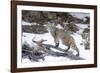 Bobcat, Yellowstone National Park, Wyoming, USA-Nick Garbutt-Framed Photographic Print