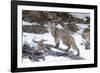 Bobcat, Yellowstone National Park, Wyoming, USA-Nick Garbutt-Framed Photographic Print