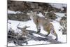Bobcat, Yellowstone National Park, Wyoming, USA-Nick Garbutt-Mounted Photographic Print