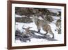 Bobcat, Yellowstone National Park, Wyoming, USA-Nick Garbutt-Framed Photographic Print