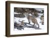 Bobcat, Yellowstone National Park, Wyoming, USA-Nick Garbutt-Framed Photographic Print