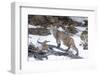 Bobcat, Yellowstone National Park, Wyoming, USA-Nick Garbutt-Framed Photographic Print