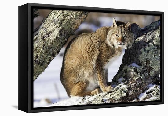 Bobcat-null-Framed Stretched Canvas