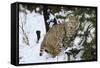 Bobcat-null-Framed Stretched Canvas