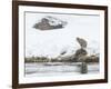 Bobcat-Rob Tilley-Framed Premium Photographic Print