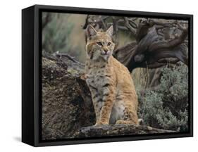 Bobcat-DLILLC-Framed Stretched Canvas