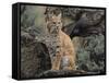 Bobcat-DLILLC-Framed Stretched Canvas