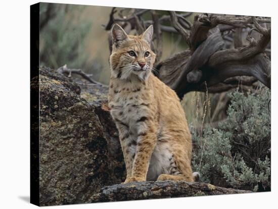 Bobcat-DLILLC-Stretched Canvas