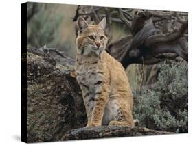 Bobcat-DLILLC-Stretched Canvas