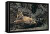 Bobcat-DLILLC-Framed Stretched Canvas