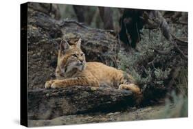 Bobcat-DLILLC-Stretched Canvas