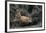 Bobcat-DLILLC-Framed Premium Photographic Print