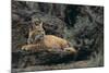 Bobcat-DLILLC-Mounted Premium Photographic Print