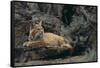 Bobcat-DLILLC-Framed Stretched Canvas