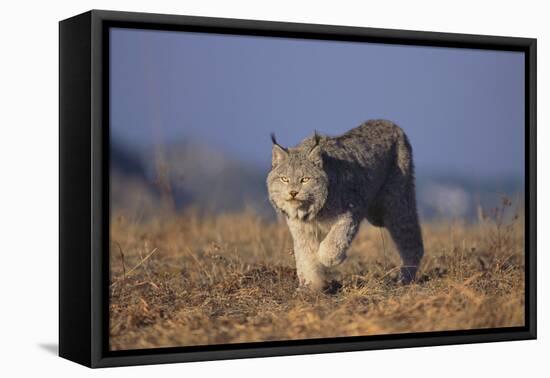 Bobcat-DLILLC-Framed Stretched Canvas