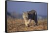 Bobcat-DLILLC-Framed Stretched Canvas