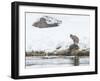 Bobcat-Rob Tilley-Framed Photographic Print