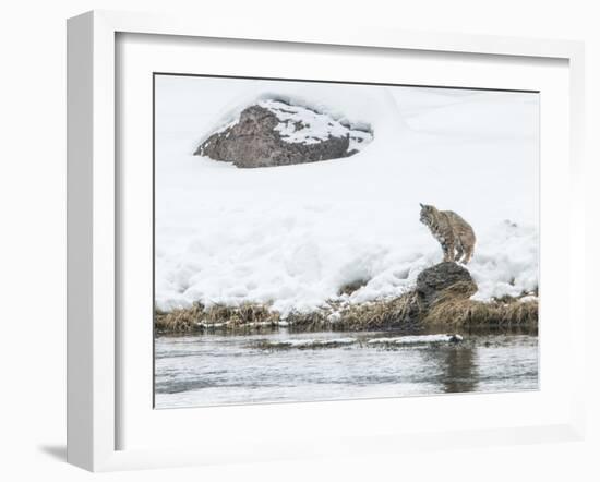 Bobcat-Rob Tilley-Framed Photographic Print