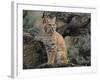 Bobcat-DLILLC-Framed Photographic Print