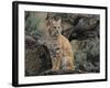 Bobcat-DLILLC-Framed Photographic Print