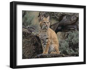 Bobcat-DLILLC-Framed Photographic Print