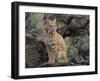 Bobcat-DLILLC-Framed Photographic Print