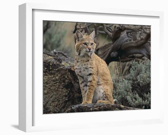 Bobcat-DLILLC-Framed Photographic Print