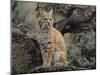 Bobcat-DLILLC-Mounted Photographic Print